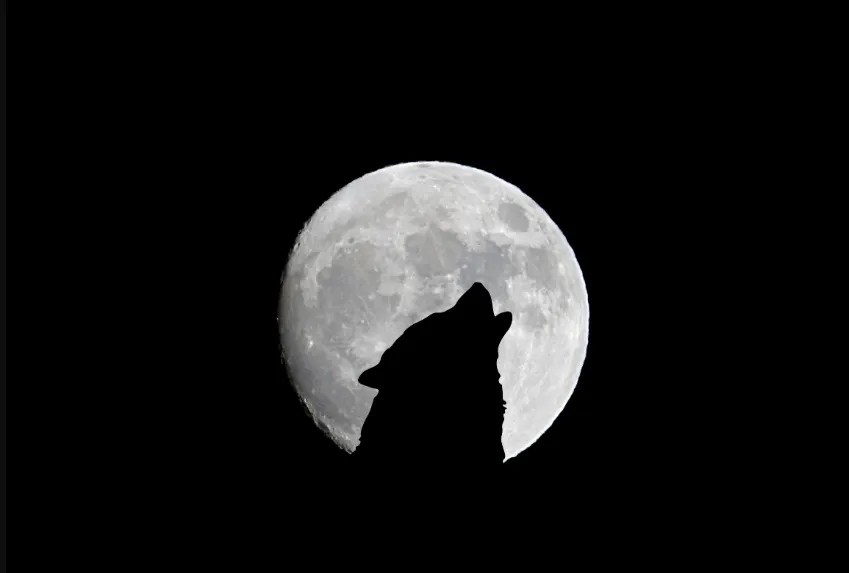 schermafbeelding 2022 12 10 om 085921