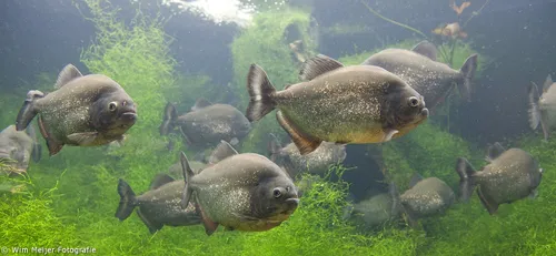 10494375 838783399466947 4523869271498572213 o