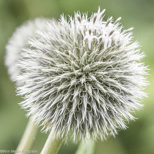 20248195 1823668107645133 6197570863162806426 o