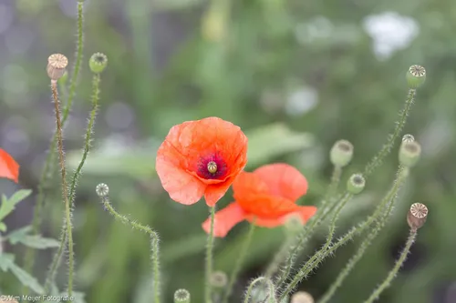 20287179 1823667687645175 3061377887524473839 o 2