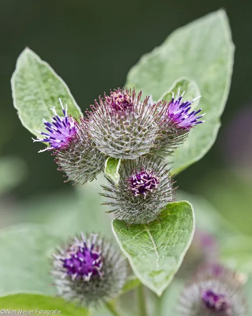 20413880 1823668147645129 949833469524388787 o