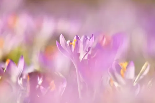 52717558 365619364030574 3161665768936964096 n1