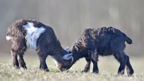 57154817 520671661795618 913683867645247488 n