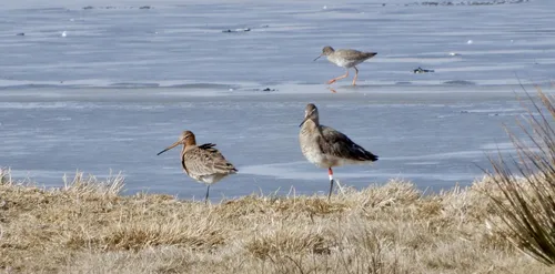 birds 3222596 1920 pixabay