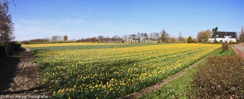 bollenvelden lisse wim meijer fotografie 24 3 2020