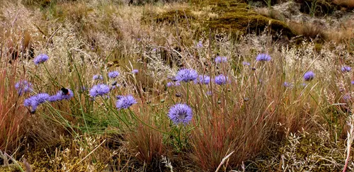 buntgrasduin met zandblauwtje foto theo baas