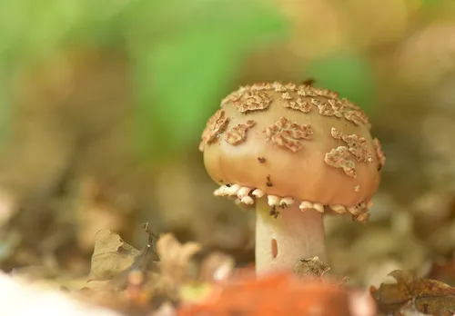 de eerste paddenstoelen dienen zich aan