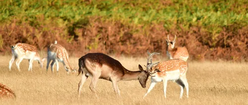 de herten worden al onrustig in deze periode