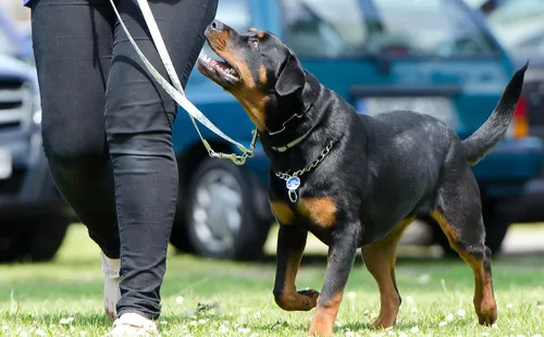 dog school 672716 1920 pixa
