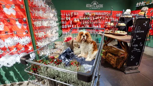 hondje in winkelwagen1