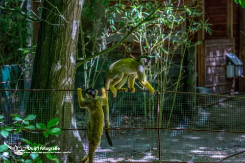 illegaal de grens over