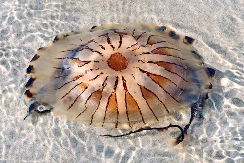 kompaskwal chrystal cochius