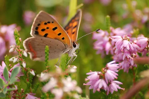 margreet frowijn kleinevuurvlinder 100814 7725 1