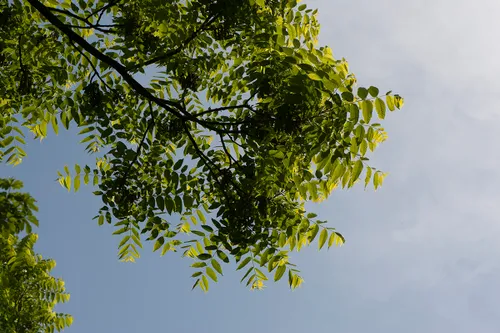 natuurmonumenten tak gezonde es