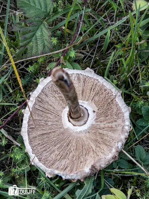 parasolzwam onderzijde