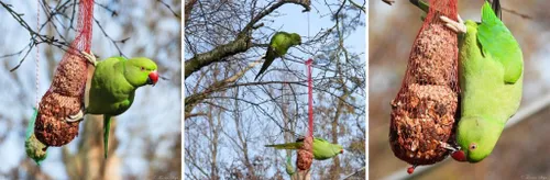 parkiet ton 1024x337 1