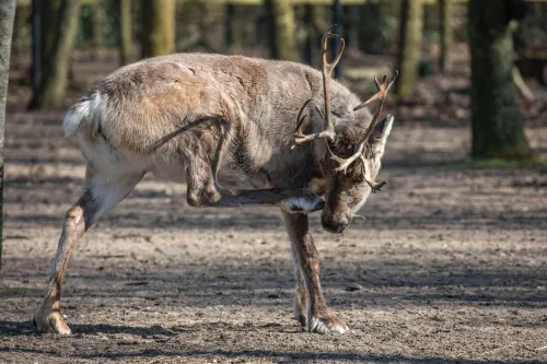 rendier met jeuk
