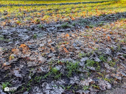 rijp op gras