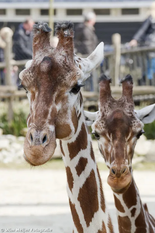 tumblr mw1nwpepga1svvyvco2 1280