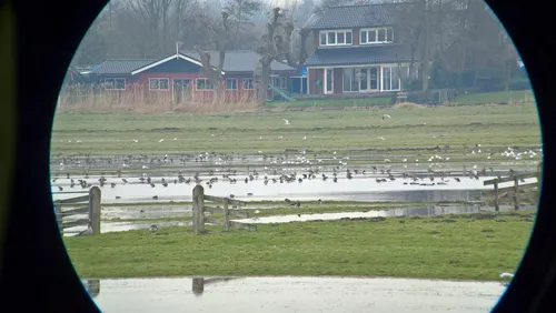 vogelkijkdagen foto sabine van keulen 2