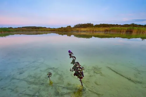 watermunt door nico van kappel