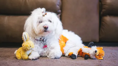 white 2597839 1920 1024x576