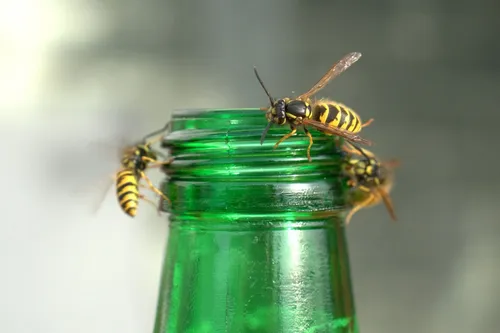 wasps plague 3691852 1920