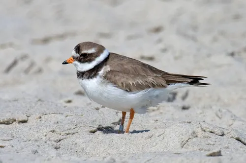 bontbekplevier (foto: Wikipedia / Andreas Trepte)
