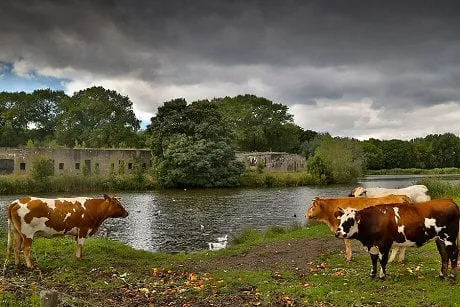 166e8d88 38bf 4b99 a470 7b41847c11cb sva