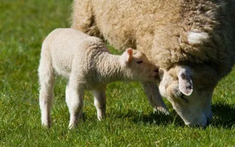 46543 fullimage a sheep with its young in a meadow 470x294