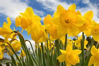 narcissen 0