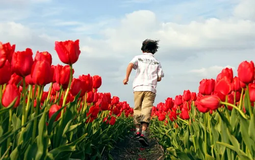 wwwnbtc nlupload mmb3c52841 fu52841 fullimage kind in tulpen geschaald 53b134351e4504031ebca3f1c11b41a31901f553