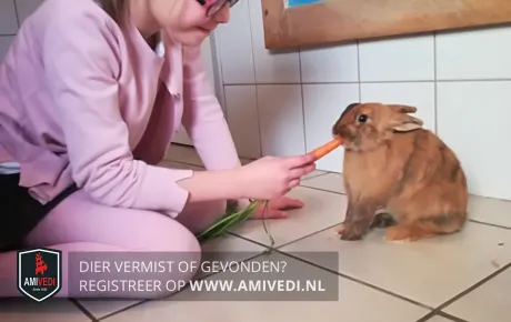 amivedi konijn februari