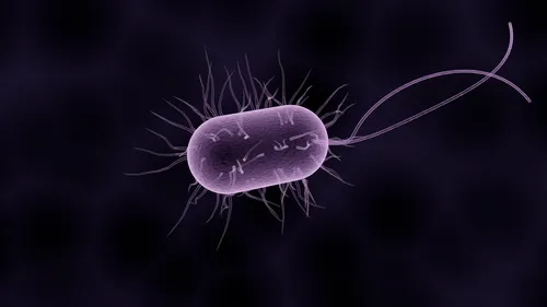 bacteria 1832824