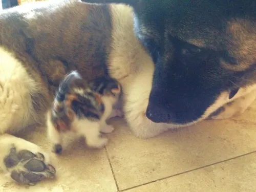 cachorra adota gatinha abandonada 01