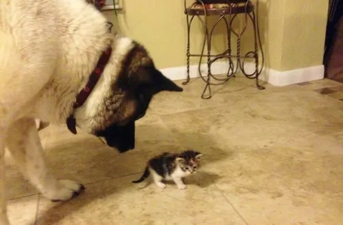cachorra adota gatinha abandonada 03