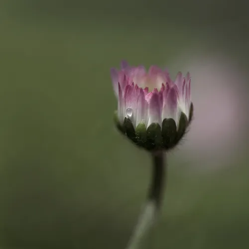 madelief 2571752 1920