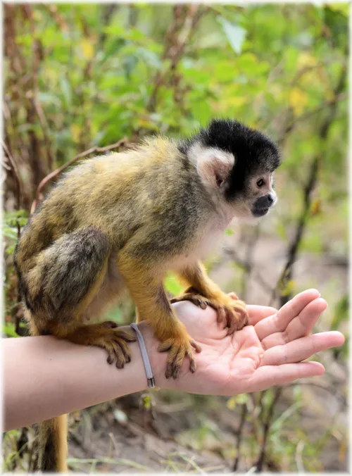 squirrel monkeys 215802