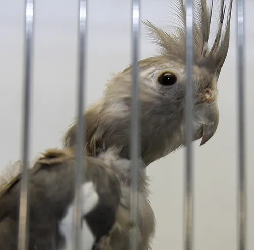 agoss dierentehuis arnhem