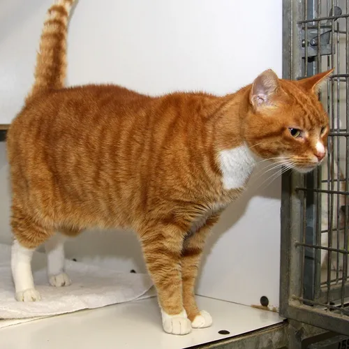 arthur 21279 dierentehuis arnhem 2