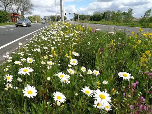 bermenrsz a img 20190503 110948 n207 rijnsaterwoude 800x