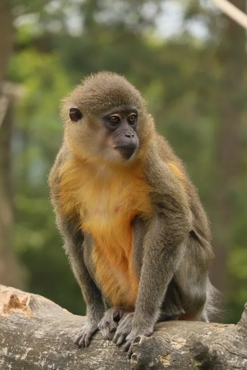 bzgoudbuikmangabey 2