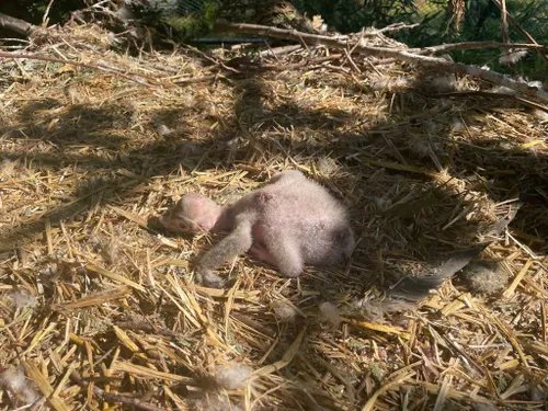 bzjonge monniksgier 2