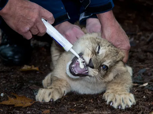 bzleeuwenwelpen3li9a1160 4