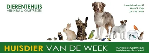 dierentehuis arnhem eo banner fb hvdw