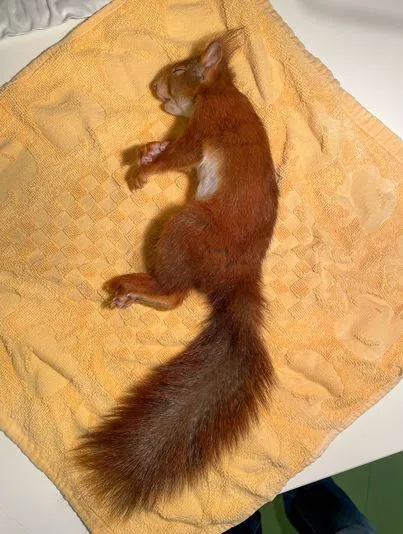 eekhoorndode eekhornopvang159902855 4394047720624455 1492127880072997301 o