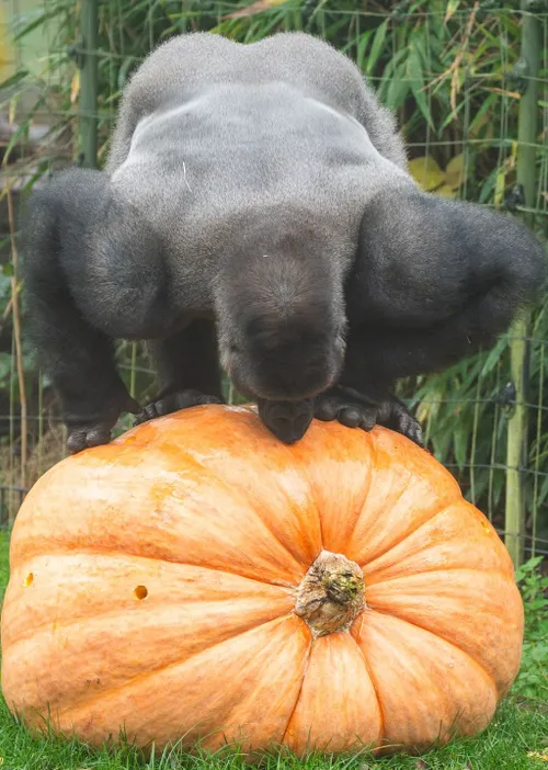 gorilla reuzenpompoen ties van den hoek 2