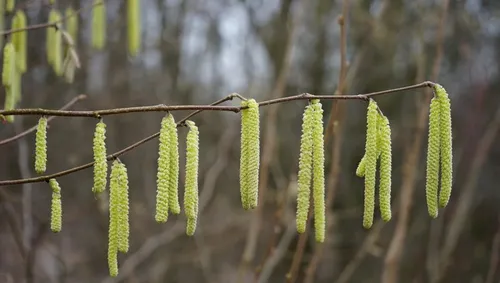 hazelaar hans pixabay 915x518