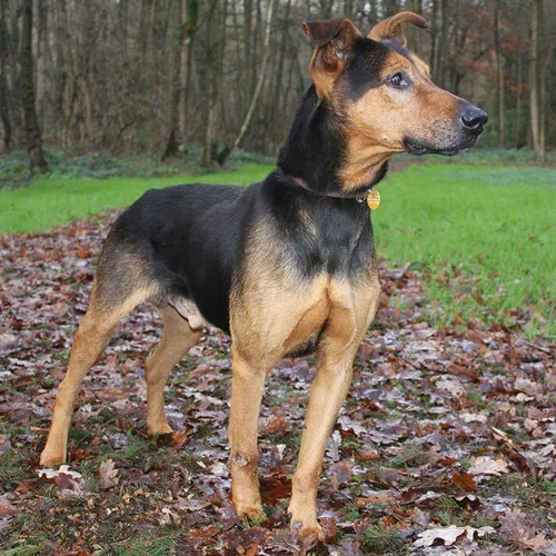 rick dierentehuis arnhem 2