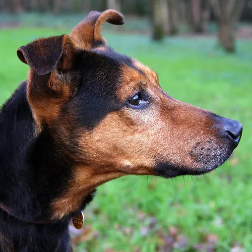 rick dierentehuis arnhem 3